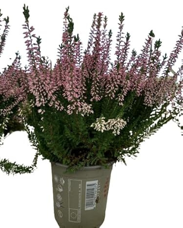 Calluna Arbustiva - Flores Rosa - Planta Natural y Resistente