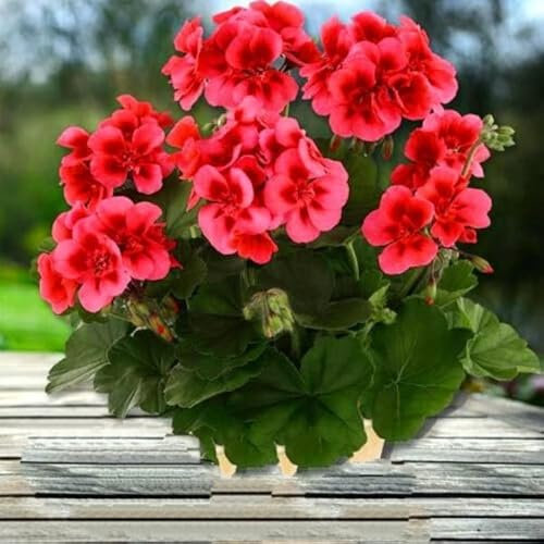 Buy4seeds 4 Seeds Garden Geranium Bicolour red f2 - colorama Pelargonium - Balcony