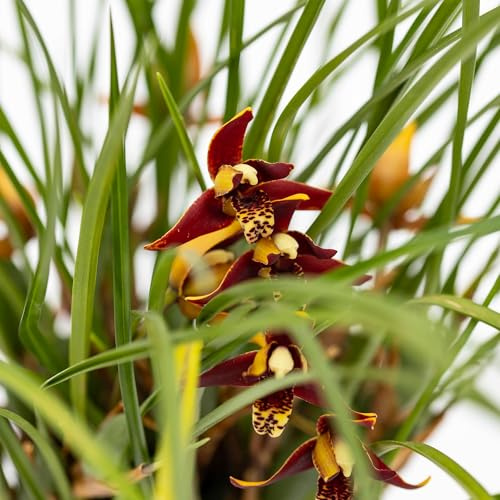 Vivai le Georgiche - Pianta vera di Orchidea Maxillaria tenuifolia Orchidea di cocco - vaso Ø 12 cm