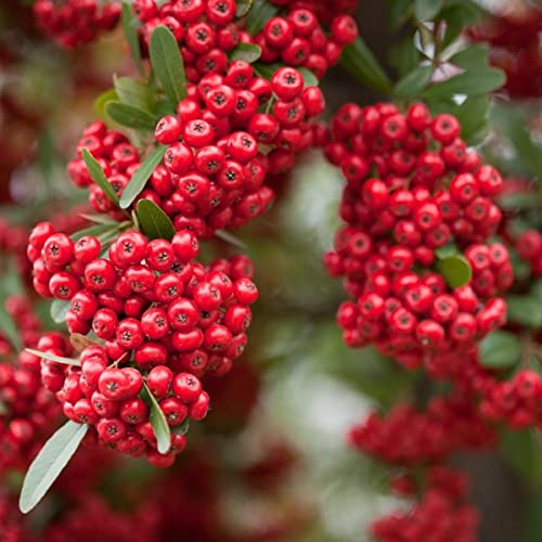 Himalayan Hawthorn Tree Seeds, Crataegus Crenulata Pyracantha 20 Seeds Seeds ONLY