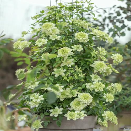 clematis topfpflanzen hochbeete für garten blumenwiese kräutergarten exotische zimmerpflanzen pflanzenkübel hochbeett winterharte kübelpflanzen deko büro hochbeet balkon dachbegrünung 15zwiebeln