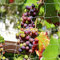WUJUN Plant Support Climbing Garden Trellis Netting Grow Tents 5Ft x 15Ft, Heavy-Duty Polyester Garden Plant Climbing Net Soft Mesh Twine