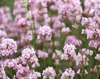 Graines de fleurs de lavande rose paquet de 100 graines
