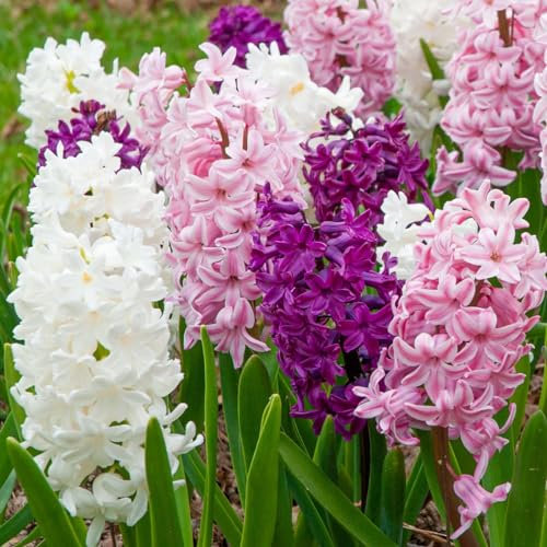 Hyacinth Bulbs UK Hyacinth Plant for Planting(Plant Bulbs,Wedding Flowers)