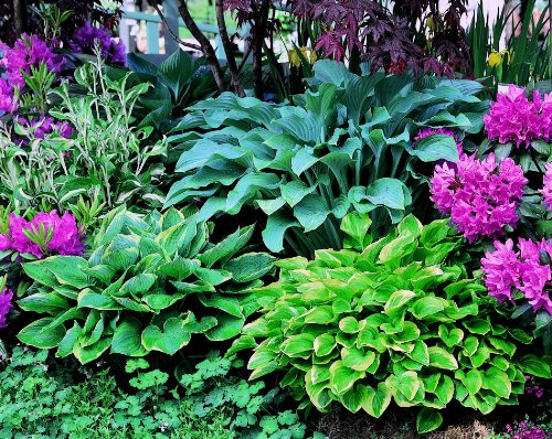 Stauden Sortiment Funkien