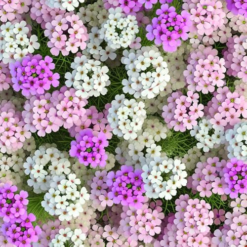 Welldales 50 Pastel Dwarf Candytuft Seeds White Pink Purple Hardy Annual Flowers to Plant