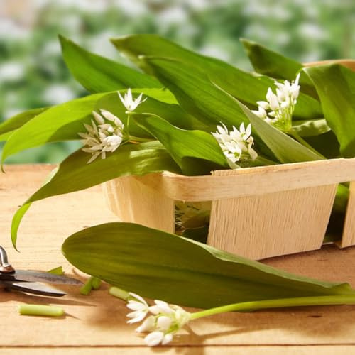 comprar semillas de ajo silvestre, jardín de resistentes en Balcón con parterre para camas elevadas jardín exóticas silvestres 100pcs