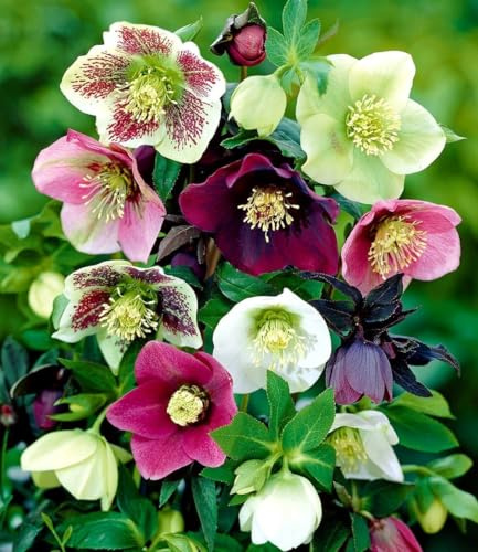 BALDUR Garten 6er Christrosen-Mix Winter Dreams, Blumenzwiebeln | winterharte Stauden, mehrjährig, für Standort im Schatten geeignet, reichblühend, Helleborus, robust, Winterblüher