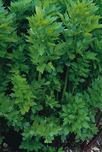 Approx 3000 Seeds (10 Grams Seeds) of Herbs Lovage Levisticum Officinalis