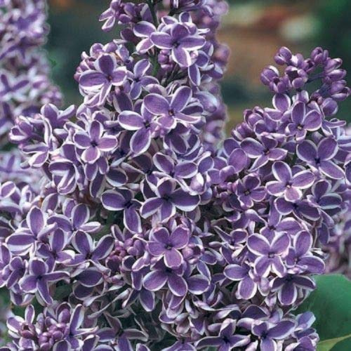 25 Viola Bianco lilla semi di albero fragrante Hardy perenne arbusto giardino:Seeds