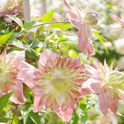 clematis winterhart - stauden mehrjährig exotische 6zwiebeln