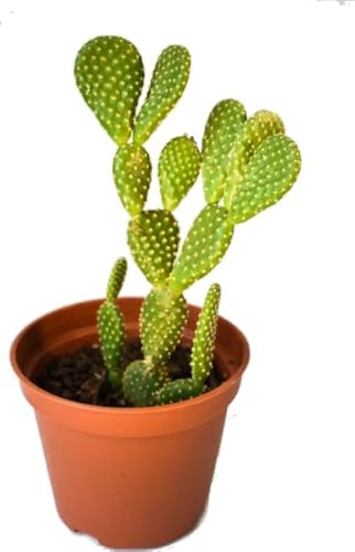 Cactus Mickey Mouse | DECOALIVE | Tamaño ± 30cm | Planta Natural | Cactus Pala Opuntia