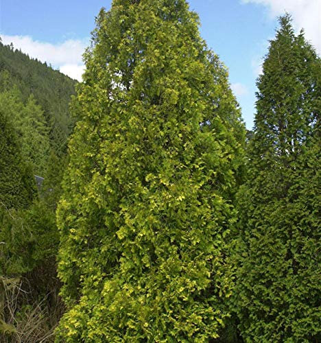 Gelber Riesenlebensbaum 100-125cm - Thuja plicata - lebende Gartenpflanze aus den Baumschulen