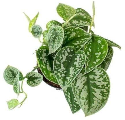 Potho Scindapsus Natural Planta de Interior Fácil de Cuidar con Hojas Colgantes