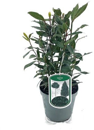 Laurus nobilis von Intragarten | echter Lorbeer im Topf gewachsen | immergrüner Gewürzlorbeer