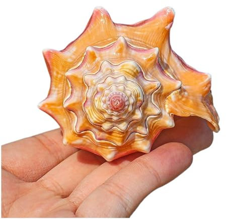 Coquillage naturel,Coquillages de plage, Coquillages Coquillages Naturels Rouge Rose Buccin 8-11Cm Parfait for la décoration de mariage Fête à thème de plage, décorations for la maison, bricolage(Yell