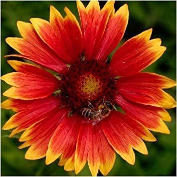 Gaillardia aristata - Blanket - 100 Seeds : Seeds Only