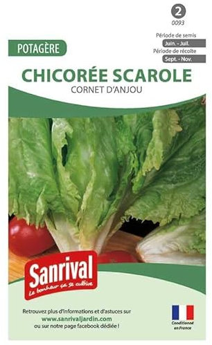 Graines Chicorée Scarole Cornet Anjou