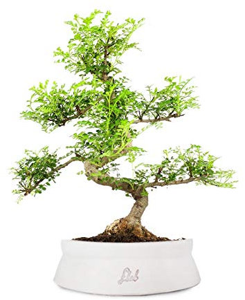 Pepe Bonsai Altezza 45 cm, Pianta Vera,Pianta da Interno, Vaso Artigianale di Terracotta, Bianco Space