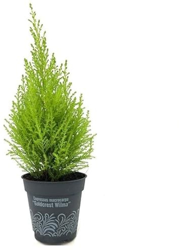 Ciprés Limón Natural Árbol de Exterior con Hojas Amarillas