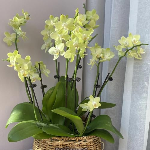 20 piezas Orquídeas de semillas Plantas decorativas, regalo de semillas de flores. Semillas de plantas, balcón de invernadero. balcón de semillas de flores flores para plantar flores,