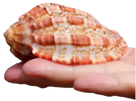 Coquille de mer naturelle. Grands coquillages naturels de 7 à 10 cm, coquillages de conque, coquillages de crabe ermite for décoration de mariage, fête sur le thème de la plage, décorations for la mai