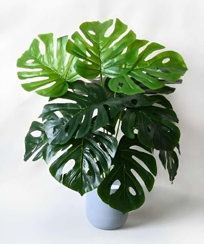 60 graines de plantes Monstera vertes