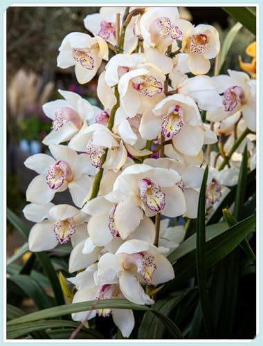 Blumenzwiebel Mix, Winterhart pflanzen, Mehrjährige Blumenzwiebel ist winterhart, Mysteriöse magische Glühbirne, Winterhart zwiebeln-3 Orchidee Zwiebel