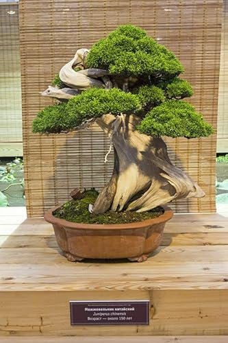 SEMILLAS Enebro, un maravilloso árbol de coníferas bonsái en miniatura resistente a las heladas.