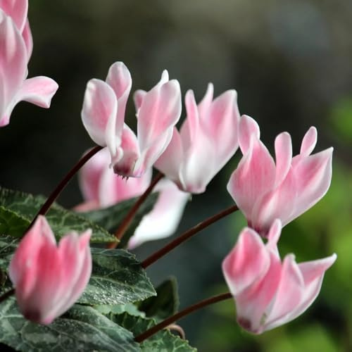 semi resistenti di ciclamino da giardino, ciclamino primaverile, semi di selvatici decorazione da giardino per esterni, tappeto 90pcs