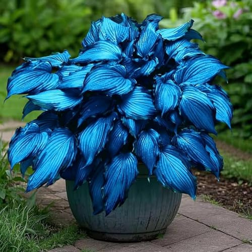 Hosta bulbi,Piante perenni,Hosta pianta vera,resistenti al freddo,Tagliare,Facile da curare,Giardino da balcone(non artificiali)-8 bulbi-A