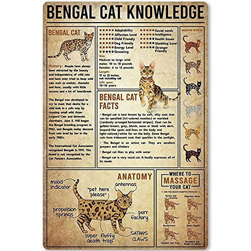 Bengal Cat Knowledge Metallschild, Tierkatze Infografik-Poster für Schule, Zuhause, Küche, Club, Plakette, 30,5 x 40,6 cm
