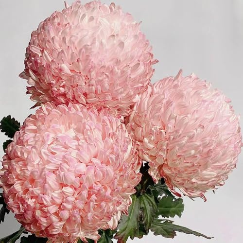 semi di crisantemo - perenni resistenti giardino balcone rare decorativi tappezzanti 50pcs