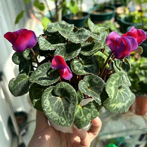ciclamino balcone insoliti primaverili resistenti in vaso esterno 320semi