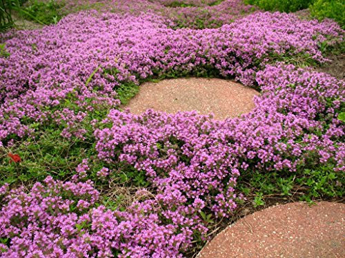 500 Thymus Serpyllum Seeds - Creeping Thyme/Wild Thyme/Breckland Thyme - 500 Seeds