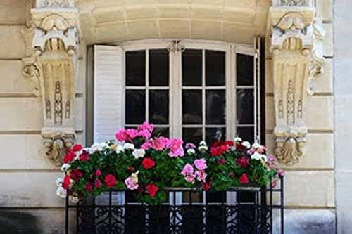 Geranium Plants, 'Platinum Jubilee Mix', 12 x Full Plants, Geraniums, Garden Ready and Ready to Plant, Premium Quality Flowers