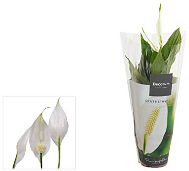 Spathiphyllum Torelli DECOALIVE Planta de Interior Natural para Decorar el Hogar Lirio de la Paz o Espatifilo