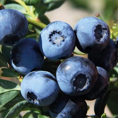 Heidelbeere früh Bluecrop 1L Garten Pflanze mit Schönen Blüten - Die Perfekte Dekoration für Ihr Grundstück - Für Anfänger und Professionelle Gärtner - Leckeres und Gesundes Obst