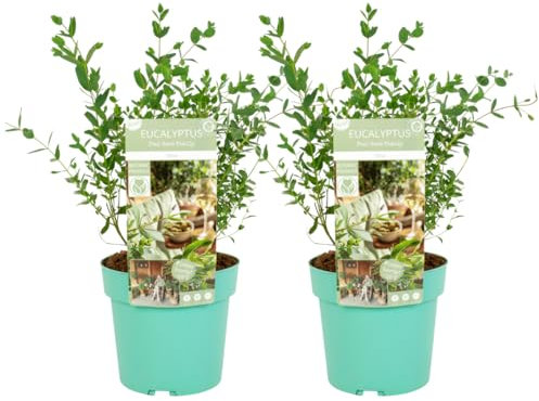 Plant in a Box - Eucalyptus parvifolia 'Oliva' - Eukalyptus - Set de 2 - Terrassenpflanze - Topf 19cm - Höhe 40-50cm