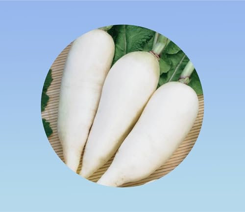 300 Graines de Radis Daikon Minowase - Racine blanche géante pour Potager. Récolte rapide. Culture facile