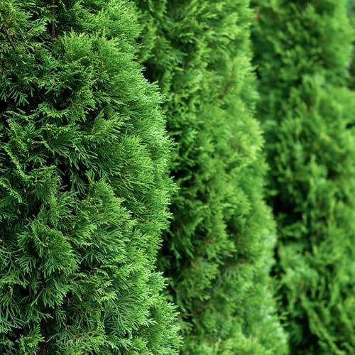 Thuja occidentalis 'Brobeck's Tower' - Compact Conical Evergreen with Lush Green Foliage, Ideal for Small Gardens and Containers Low Maintenance, 1X 3 Litre Pots by Thompson and Morgan