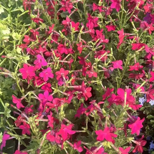semi di tabacco - balcone Regali Pasqua campo perenni resistenti giardino 350pcs
