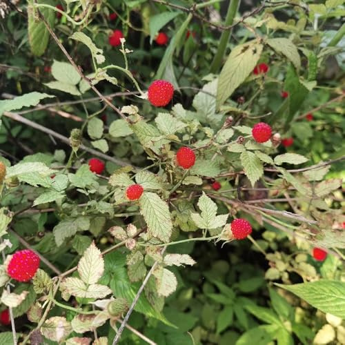 semillas de fresa silvestre perenne - resistentes balcón camas elevadas invernadero 50pcs