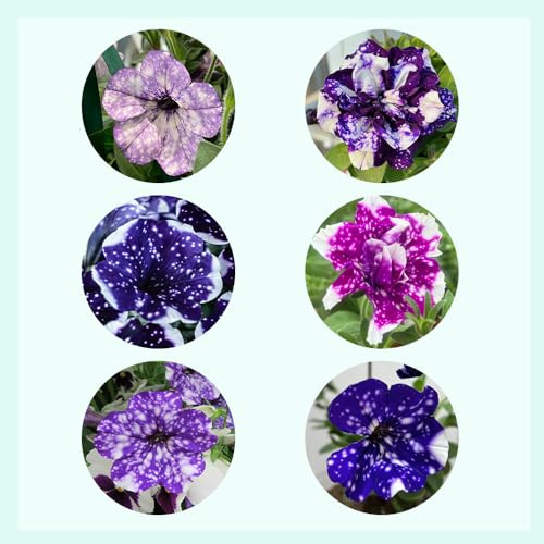 semillas de petunia, jardín silvestres perenne resistentes al invierno 900pcs