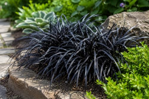 Ophiopogon planiscapus Niger ca. 30 cm – Schwarzer Schlangenbart – Immergrüner winterharter Bodendecker – Dekoratives Ziergras für Garten, Beet, Kübel und Grabbepflanzung
