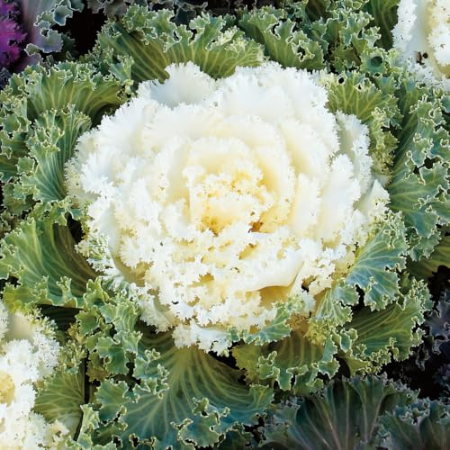 Ornamental Cabbage 'Nagoya White'. Plug Plant x6. Winter bedding, incredible foliage colour. Bedwen Plants Online Garden Centre