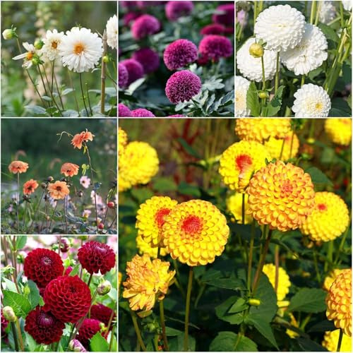 Bulbos de dalia - balcón con camas elevadas Comprar bulbos de dalia resistentes para el jardín jardín dalias resistentes bonsái 16pcs