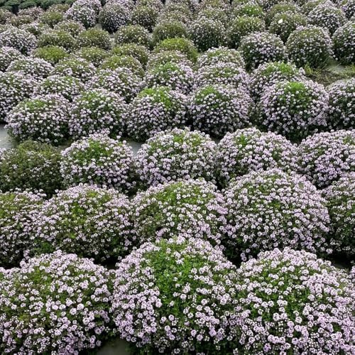 Kriechender Thymian, blumensamen winterhart mehrjährig Thymian Bodendecker, sandthymian exotische seltene 1500Samen