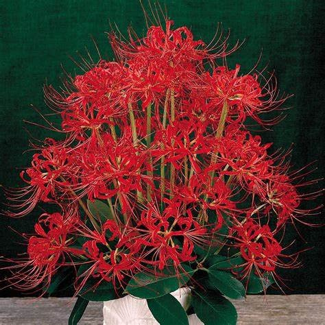 Cuidado fácil, Rizomas lycoris radiata, Jardín, Top lycoris radiata Resistentes, Habitaciones Purificadoras De Aire Multicolor, Muy Abejos,-2bulbos-D