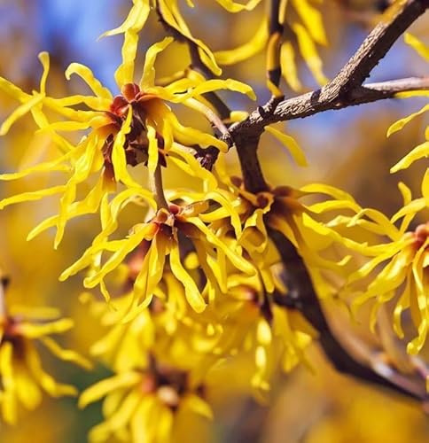 Hamamelis virginiana (American Witchhazel, Witch Hazel, Common Witchazel) Shrub Seeds, Fragrant Flowers, Tiny, Woody Fruits, Seeds by MySeeds.Co, You Choose The Amount (4 Grams)